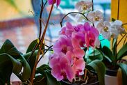 how to make orchids bloom flowers