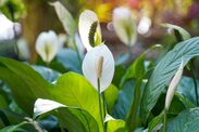 how to get peace lilies to bloom white flowers