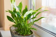 how to encourage peace lilies to flower 