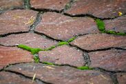 how to remove patio moss 