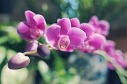 How to get bigger brighter orchids exclusive 