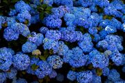 hydrangeas houseplant blooming tips