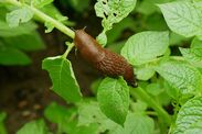 how to deter slugs snails gardens