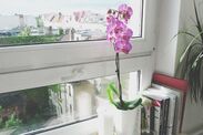 how to get orchids to bloom flowers 