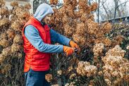 gardening experts verdict hydrangeas winter