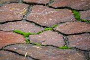 How to remove patio moss solution