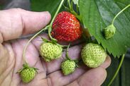 warning growing garden strawberries 