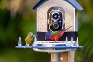 Monty Don bird feeders food February