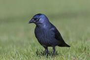 warning issued anyone crows jackdaws