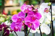 how to care for orchids healthy glossy