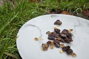 gardeners urged scatter raisins gardens