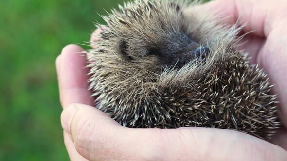 hedgehog garden warning