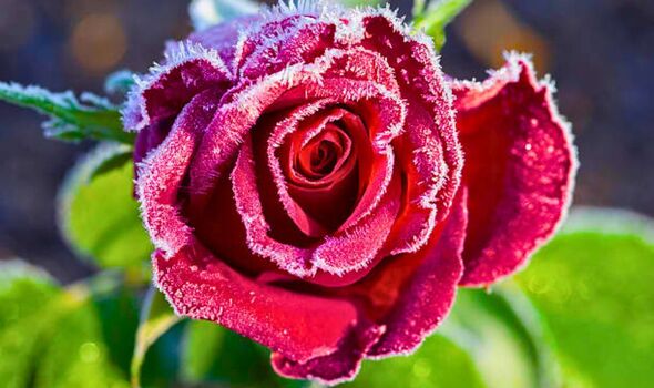 how to grow bigger roses in winter 