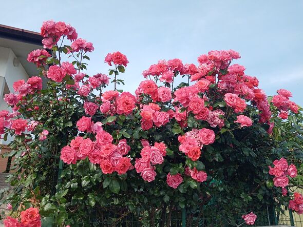 how to prune roses more blooms