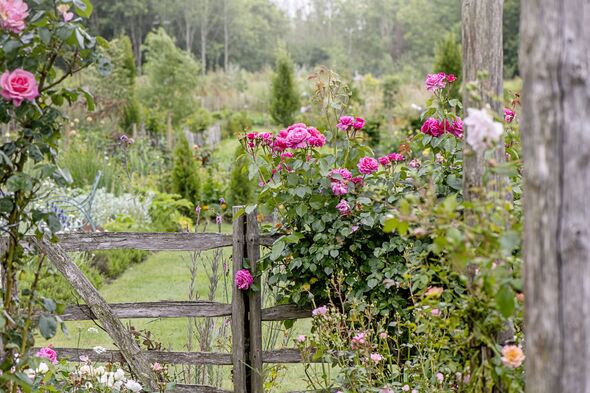 alert issued to anyone growing roses in garden