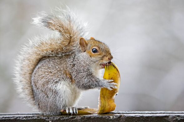 Squirrel Eating Banana, Hampstead, UK