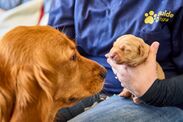 guide-dogs-welcomes-first-litter