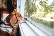 dog owners return to office doggie day care