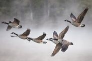 birds flight migration science