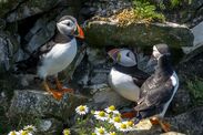 travel yorkshire nature reserve bempton cliffs puffins