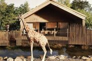 chester zoo safari lodges prices overnight stay the reserve