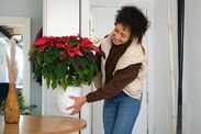 poinsettias last all year plant care