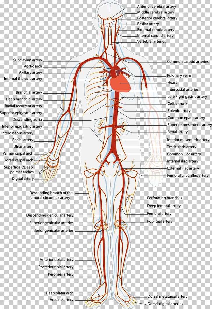 Anatomy Veins And Arteries Model Labeled