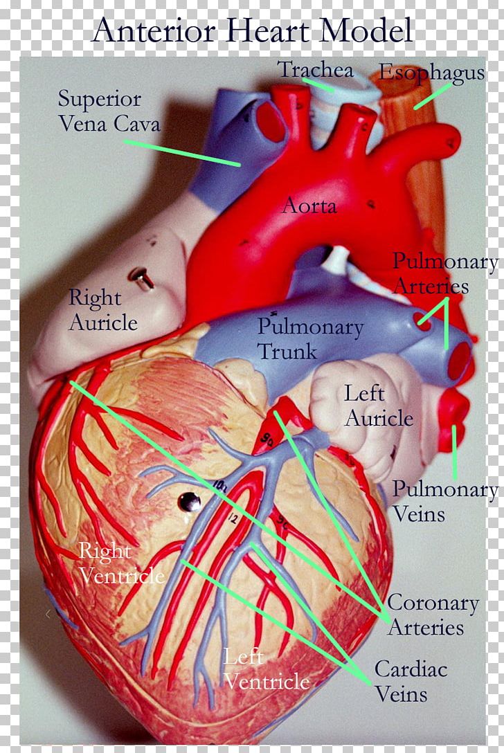 Pulmonary Veins Clipart image.