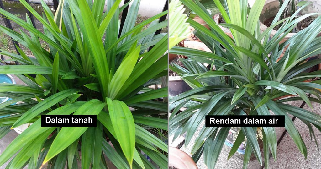 Pokok Pandan Subur Tanpa Tanah, Rendam Dalam Air Pun Hidup