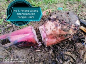 TANAM POKOK PISANG Kaedah Terbalik Banyakkan Anak Pokok, Berbuah Lebih Rendah!