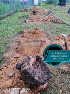 TANAM POKOK PISANG Kaedah Terbalik Banyakkan Anak Pokok, Berbuah Lebih Rendah!