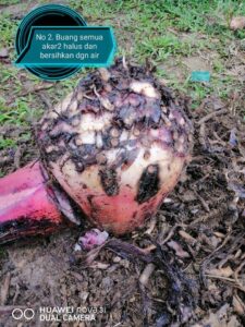 TANAM POKOK PISANG Kaedah Terbalik Banyakkan Anak Pokok, Berbuah Lebih Rendah!