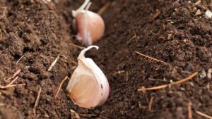 Tanam BAWANG PUTIH Pilih Jenis ‘Softneck’, Letak Menegak Sebelum Kambus!