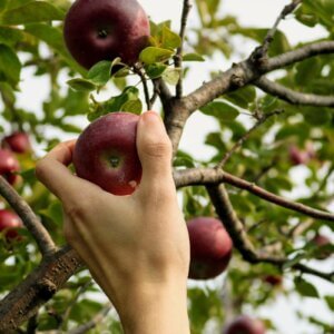 person grabbing from apple tree