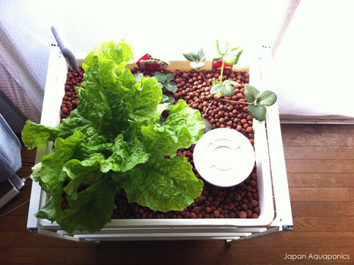 micro aquaponics system made from ikea frame and wire baskets