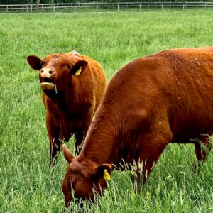 grass fed cows