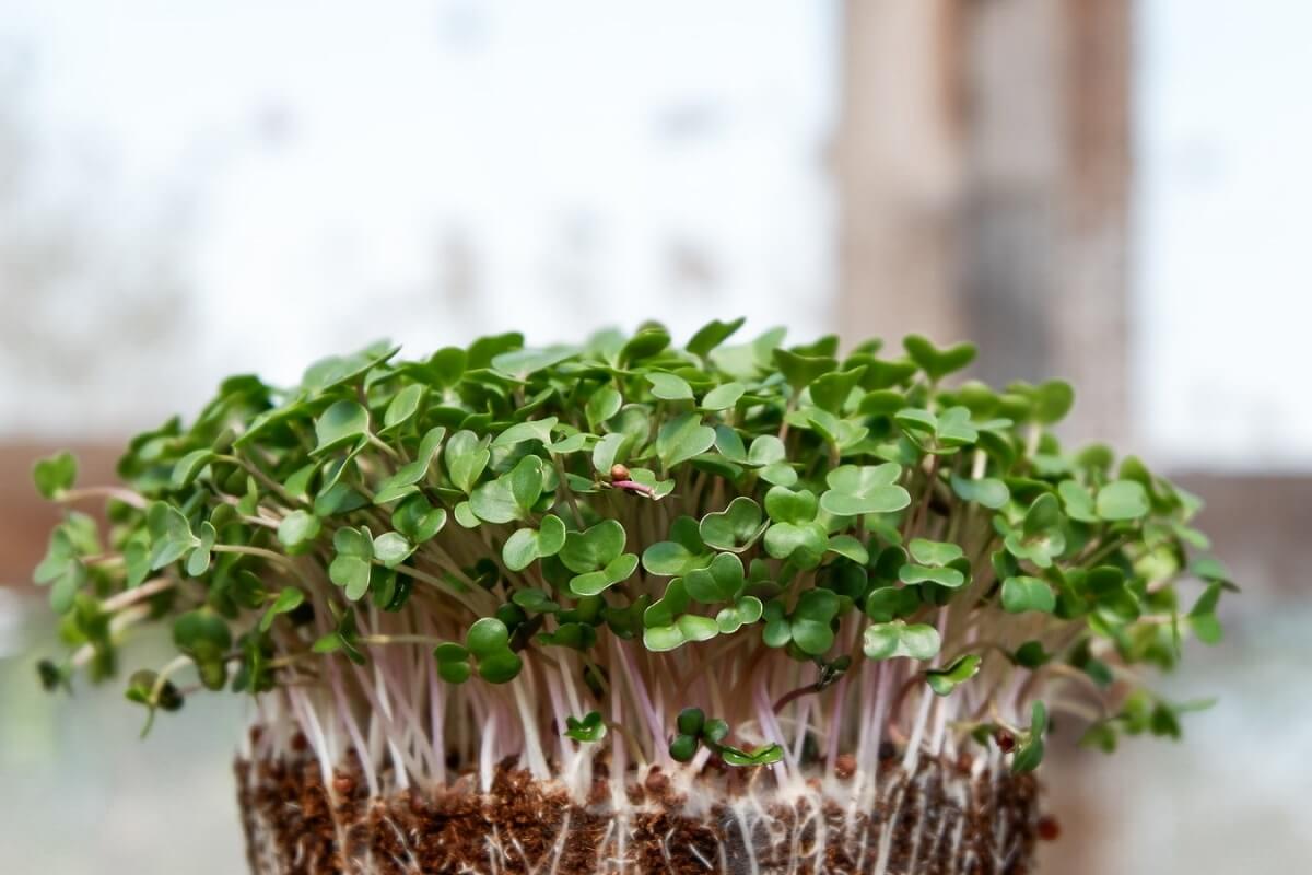 microgreens