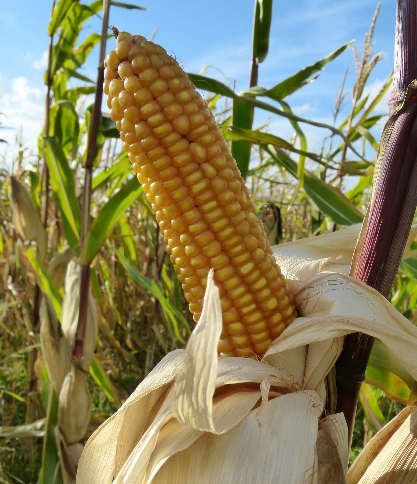 corn in a field