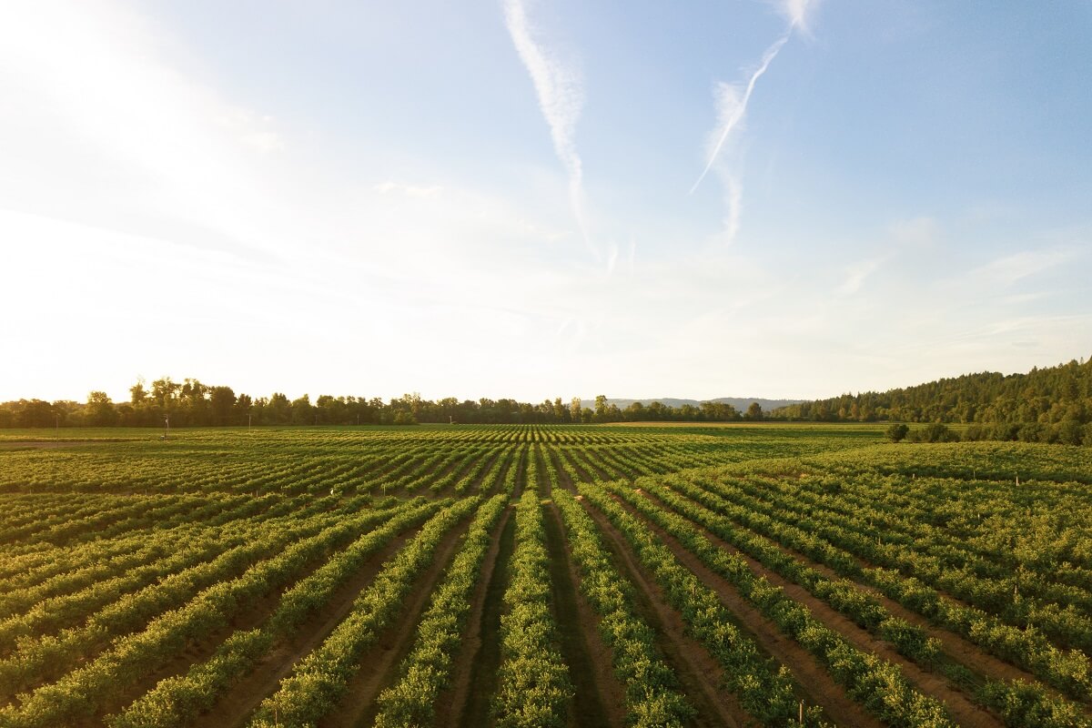 farmland