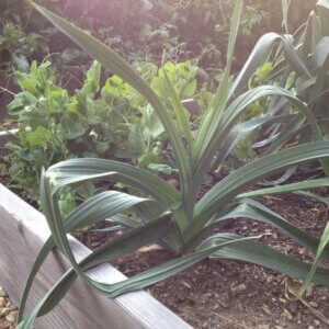 growing leeks in the garden