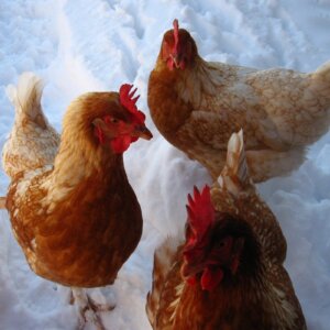 keeping chickens in winter