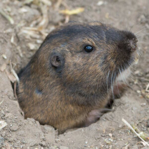 gopher poking head out of burrowed tunnel