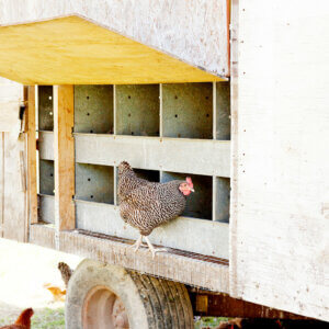 chicken tractor