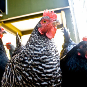 three chickens looking towards camera