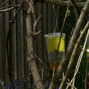 fly traps in trees