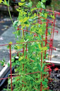 expandable pea trellis