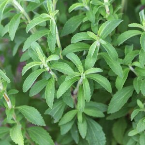 stevia plants