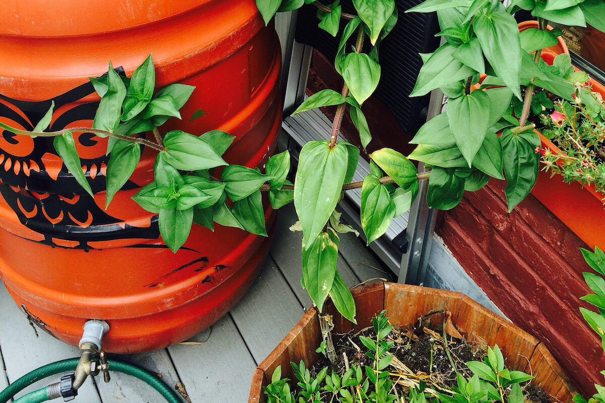 rainwater barrel and plant