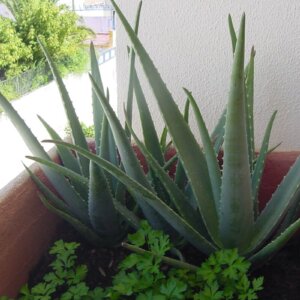 aloe vera in pot