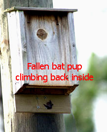 Bat House Pup Catcher Plans